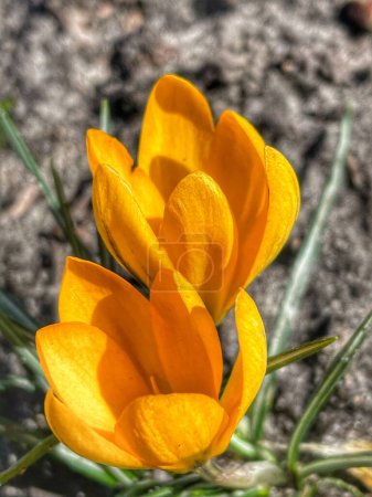 Photo for Flowers, crocuses, yellow, sun, sunny, warm, spring, nature, outside, walk, March, April, beautiful, life, world, peace - Royalty Free Image