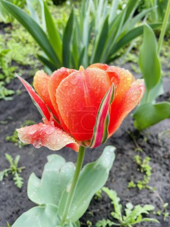 Photo for Tulip, tulips, red, pink, rain, drops, wet, spring, April, flower, flowers, nature, beautiful, bright, life, Ukrainian, Ukraine, walk - Royalty Free Image