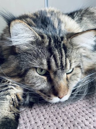 Maine Coon, cat, big cat, animal, bed, room, look, fur, face, ears, paws, friend, friend, fluffy, pet, home, rest, handsome, handsome, friendly, proud, king