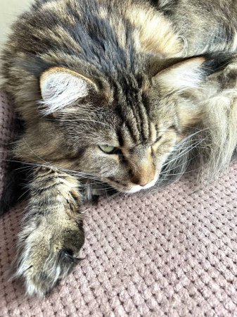 Maine Coon, cat, big cat, animal, bed, room, look, fur, face, ears, paws, friend, friend, fluffy, pet, home, rest, handsome, handsome, friendly, proud, king