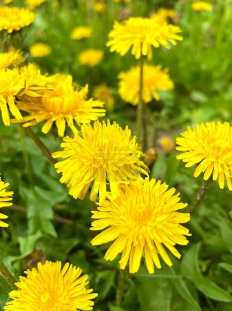 Photo for Dandelion, dandelions, flowers, yellow, green, sun, nature, spring, summer - Royalty Free Image