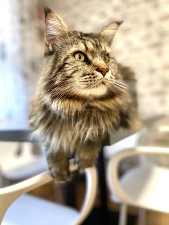 Maine Coon, Mainecoon cat, big cat, animal, bed, room, look, fur, face, ears, paws, friend, friend, fluffy, pet, home, rest, handsome, handsome, friendly, proud, king