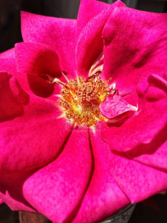 Photo for Rose, flower, beauty, beautiful, nature, wonder, alive, life, red, pink, yellow, feelings, love, joy - Royalty Free Image