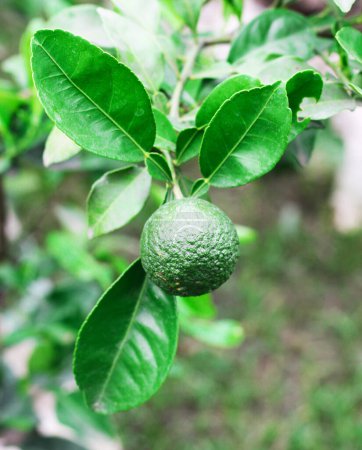 Green Lime on a Tree Isolated