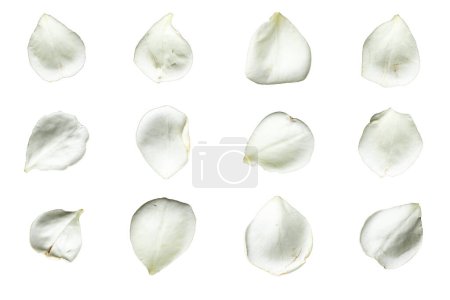 Téléchargez les photos : Un ensemble de 12 pétales de rose blanche sur fond blanc isolé - en image libre de droit
