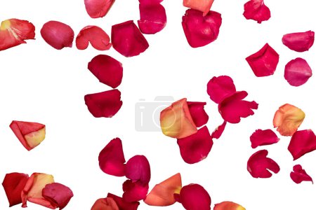 Schwimmende rote Rosenblätter isoliert auf weißem Hintergrund, schöne Rosenblütenblätter auf weißem Hintergrund 