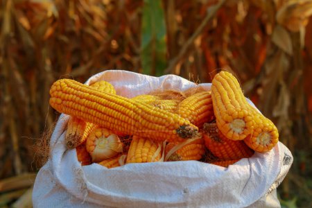 Cosecha de maíz en el campo, primer plano de la foto con enfoque selectivo