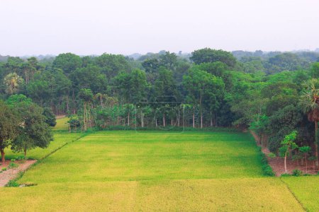 Beautiful green rice field in the morning at Khulna Jashore, Bangladesh