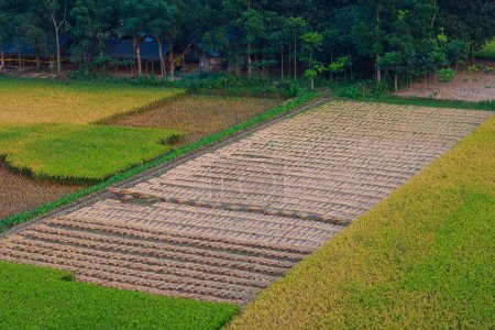 Schöne grüne Reisfelder am Morgen in Khulna Jashore, Bangladesch