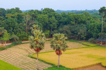 Schöne grüne Reisfelder am Morgen in Khulna Jashore, Bangladesch