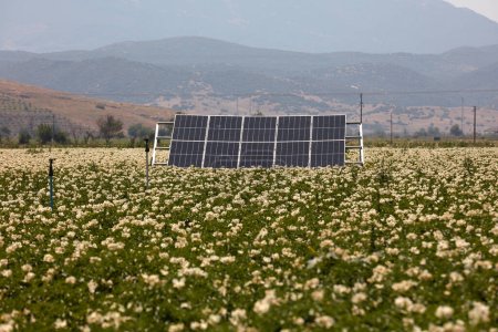 A cotton field irrigated with solar energy in Turkey. A large area where cotton is grown. Growing crops with cottons and renewable energy in a field on a sunny day. Solar powered irrigation system.