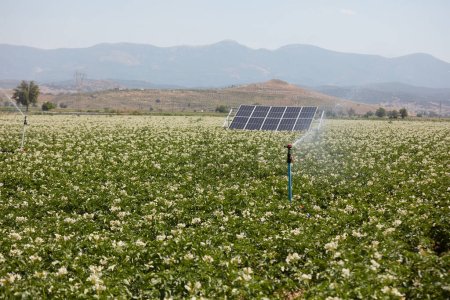 Ein Baumwollfeld, das in der Türkei mit Sonnenenergie bewässert wird. Ein großes Gebiet, in dem Baumwolle angebaut wird. Anbau von Feldfrüchten mit Baumwolle und erneuerbarer Energie auf einem Feld an einem sonnigen Tag. Solarbetriebene Bewässerungsanlage.