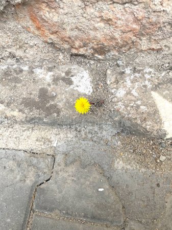Photo for A charming yellow flower growing alone among the stones. A yellow flower among the paving stones. - Royalty Free Image