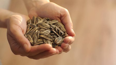 Close-up view of roasted sunflower seeds. Woman holding a pile of sunflower seeds.