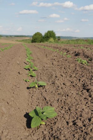 Industrie agricole de l'Ukraine. L'agriculture. Champs de Sown près du village de Verbiv dans la région de Berezhan.