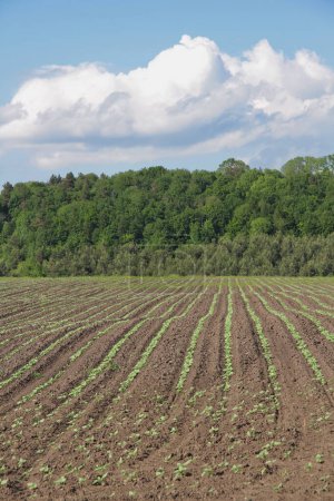 Die Agrarindustrie der Ukraine. Landwirtschaft. Ausgesäte Felder in der Nähe des Dorfes Verbiv in der Region Bereshan.