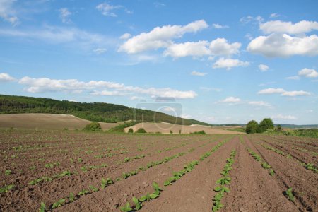 Téléchargez les photos : Industrie agricole de l'Ukraine. L'agriculture. Champs de Sown près du village de Verbiv dans la région de Berezhan. - en image libre de droit