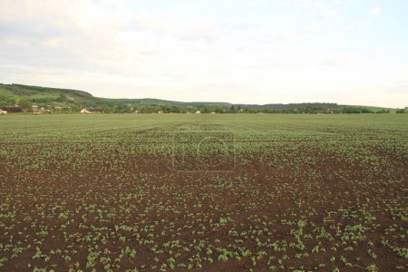 Die Agrarindustrie der Ukraine. Landwirtschaft. Ausgesäte Felder in der Nähe des Dorfes Verbiv in der Region Bereshan.