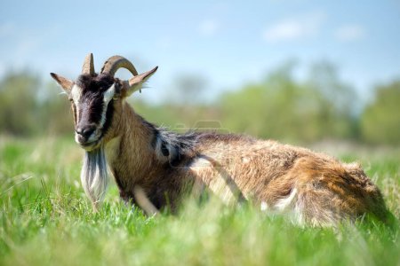 Téléchargez les photos : Chèvre laitière domestique à longue barbe et cornes reposant sur l'herbe verte des pâturages le jour de l'été. Alimentation des bovins dans les prairies agricoles. - en image libre de droit