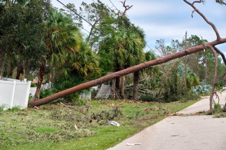 Cayó por un gran árbol en las líneas de energía y comunicación después del huracán Ian en Florida. Consecuencias del desastre natural.