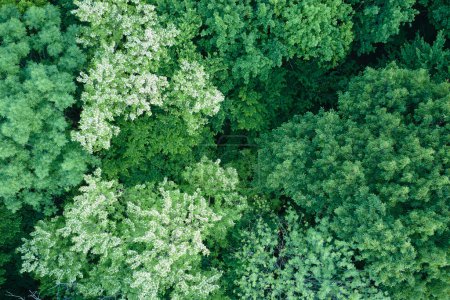 Téléchargez les photos : Vue aérienne du haut vers le bas de la forêt sombre et luxuriante avec des arbres verts en fleurs au printemps. - en image libre de droit