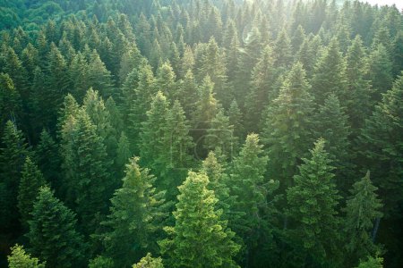 Photo for Aerial view of green pine forest with dark spruce trees. Nothern woodland scenery from above. - Royalty Free Image