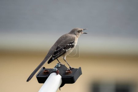 Photo for A Northern mockingbird bird perched on a fence pole. - Royalty Free Image