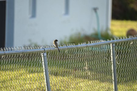 Téléchargez les photos : Un oiseau Phoebe de l'Est perché sur une clôture sur l'arrière-cour de Floride d'été. - en image libre de droit