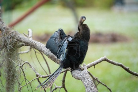 Téléchargez les photos : Un gros oiseau anhinga reposant sur une branche d'arbre dans les zones humides de Floride. - en image libre de droit