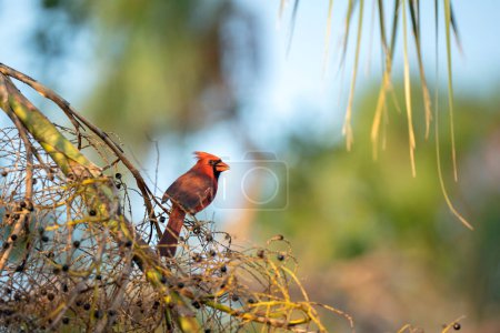 Pájaro cardenal del norte Cardinalis cardinalis encaramado en una rama de árbol comiendo bayas silvestres.
