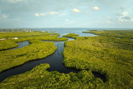 Vista aérea del pantano de Everglades con vegetación verde entre las entradas de agua. Hábitat natural de muchas especies tropicales en los humedales de Florida.