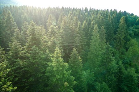 Photo for Aerial view of green pine forest with dark spruce trees. Nothern woodland scenery from above. - Royalty Free Image