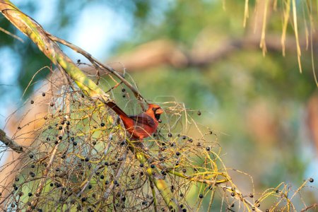 Northern cardinal bird Cardinalis cardinalis perched on a tree branch eating wild berries.