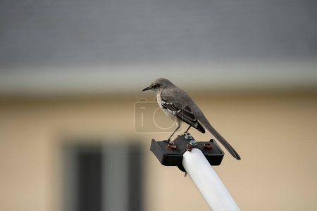 A Northern mockingbird bird perched on a fence pole.