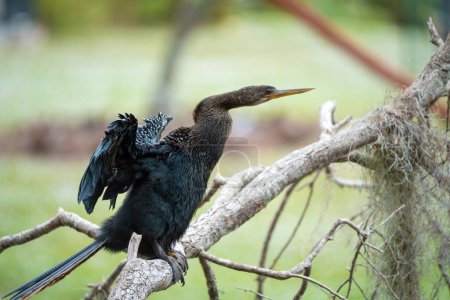 Photo for A big anhinga bird resting on tree branch in Florida wetlands. - Royalty Free Image