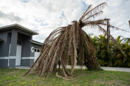 Photo for Dead palm tree with dry branches on Florida home backyard. Tree removal concept. - Royalty Free Image