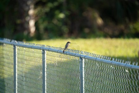 Ein östlicher Phoebe-Vogel thront auf einem Zaun auf einem Hinterhof in Florida.