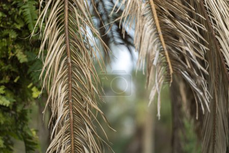 Photo for Dry dead palm tree on Florida home backyard. - Royalty Free Image
