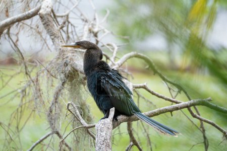 Photo for A big anhinga bird resting on tree branch in Florida wetlands. - Royalty Free Image