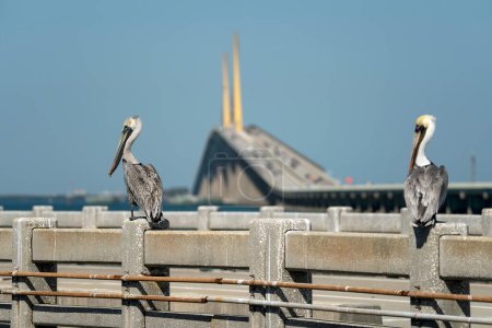 Pelican bird perching on railing in front of Sunshine Skyway Bridge over Tampa Bay in Florida with moving traffic. Concept of transportation infrastructure.