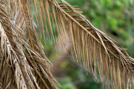 Photo for Dead palm tree with dry branches on Florida home backyard. Tree removal concept. - Royalty Free Image