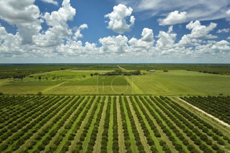Foto de Naranjal en Florida tierras rurales con hileras de árboles cítricos creciendo en un día soleado. - Imagen libre de derechos