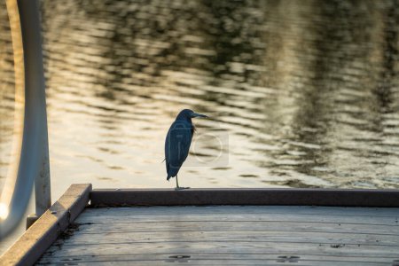 Photo for Little blue heron bird perching near lake water in Florida wetland. - Royalty Free Image