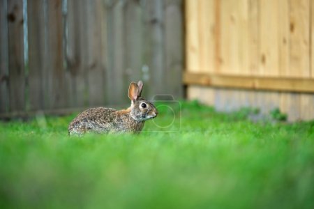 Photo for Grey small hare eating grass on summer field. Wild rabbit in nature. - Royalty Free Image