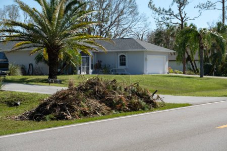 Téléchargez les photos : Fracture des branches et des branches d'arbre sur le bord de la route du vent ouragan en Floride quartier résidentiel. Conséquences de la catastrophe naturelle. - en image libre de droit