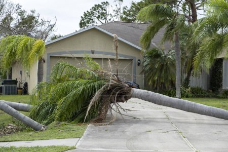 Fallen down palm tree after hurricane in Florida. Consequences of natural disaster.