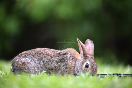Photo for Grey small hare eating grass on summer field. Wild rabbit in nature. - Royalty Free Image