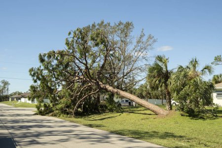 Téléchargez les photos : Arbre déraciné après l'ouragan sur la cour principale de la Floride. Conséquences du concept de catastrophe naturelle. - en image libre de droit