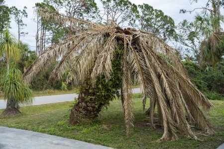 Photo for Dry dead palm tree on Florida home backyard. - Royalty Free Image