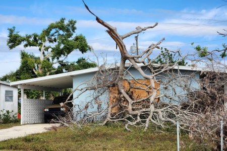 Téléchargez les photos : Tombé arbre après l'ouragan en Floride. Conséquences des catastrophes naturelles. - en image libre de droit